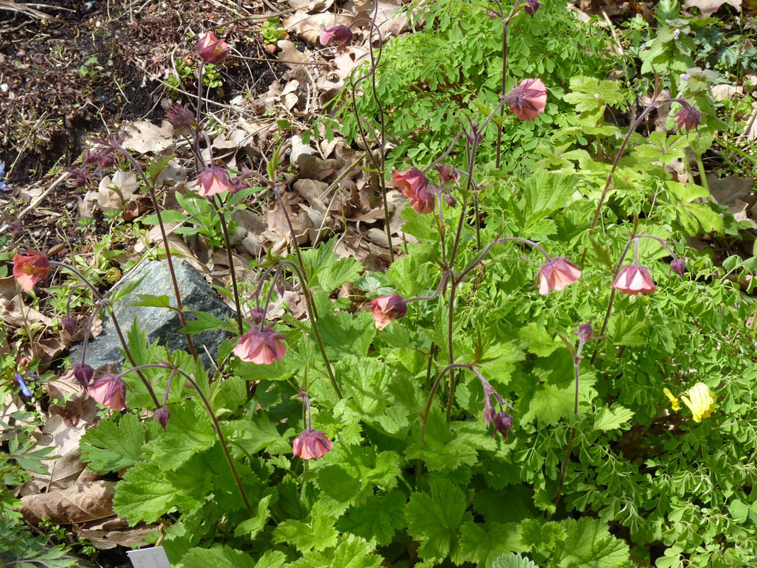 Geum rivale 'Leonard's Variety' 2